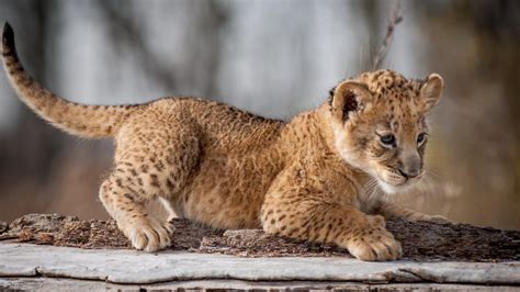 adorable liger cub exploring  wilderness backiee