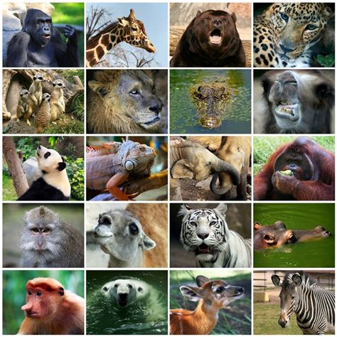 Reino Animalia - Reino Animalia: características, ejemplos, tipos