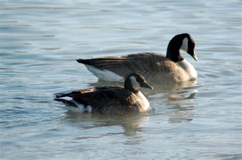 Cackling Goose
