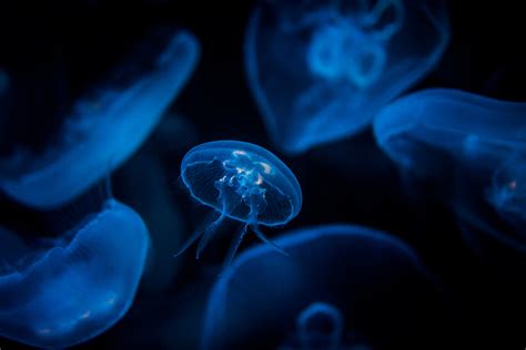 30 почти космических фотографий медуз