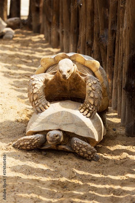 gray turtles  large turtle  powerful columnar legs