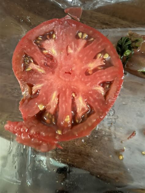 How to Save Tomato Seeds and Grow a Bounty of Tomatoes - Cultivating