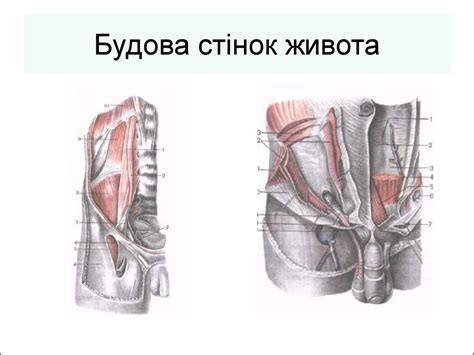 Мімічна мускулатура - презентация онлайн