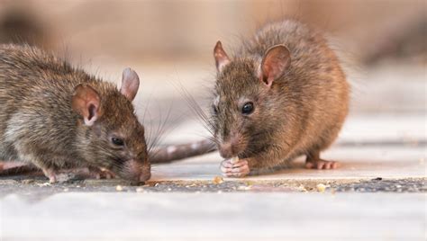 Les rats | France Inter