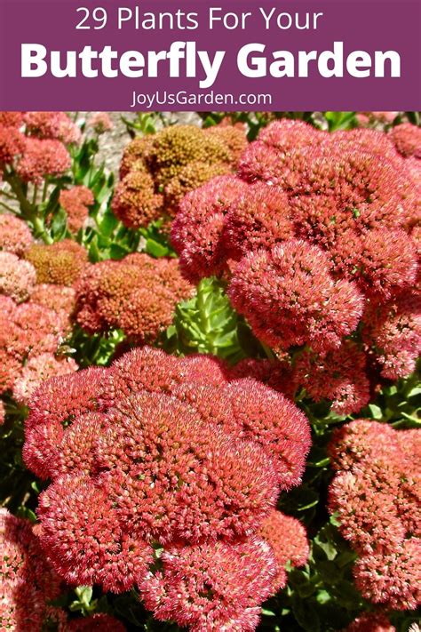 29 Beautiful Plants that Attract Butterflies to Your Garden | Butterfly