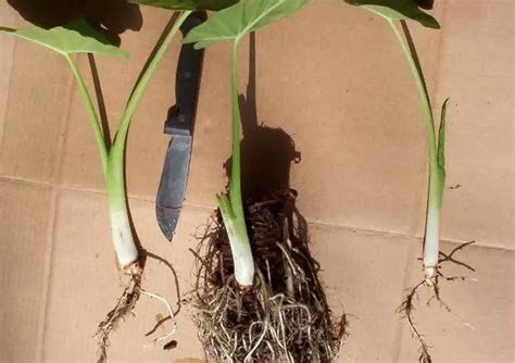 propagating alocasia techniques  tips  successful growth xu farm