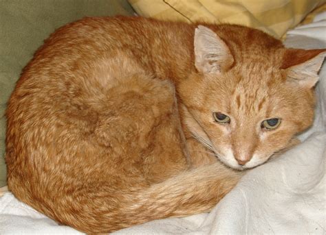 is it normal cat sick fast 3