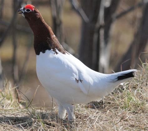 File:Lagopus lagopus lagopus, Troms, Norway.jpg - BirdForum Opus ...