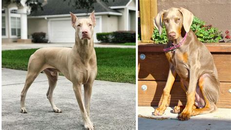 Doberman Pinscher Coat and Color Varieties - HubPages