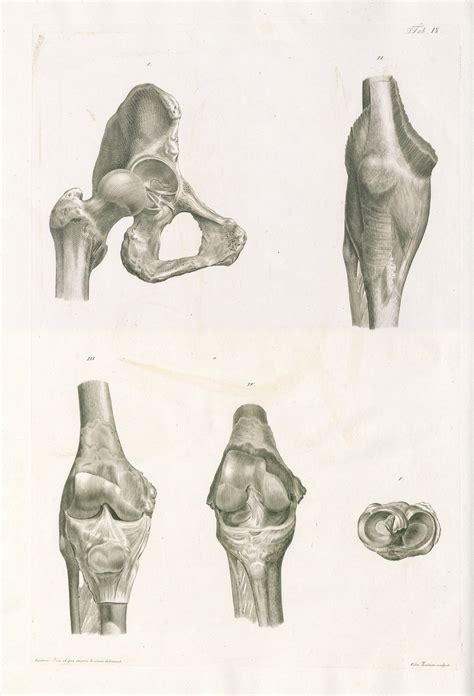 Floriani Caldani tabulae anatomicae ligamentorum corporis humani Author ...