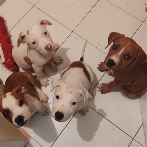 For Sale: Bully, Pitbull Mixed - Runaway Bay St Ann