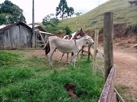 Cavalo Comendo A Jumenta - #vida na roça colocando cruza a jumenta com cavalo - YouTube