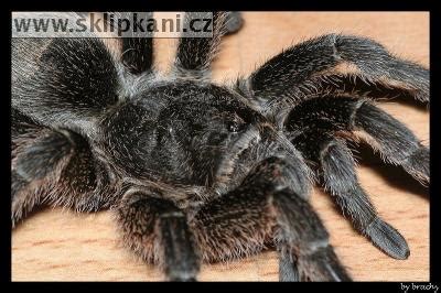 www.sklipkani.cz - Grammostola