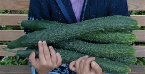 Огурцы "Изумрудный поток": описание сорта, отзывы, фото