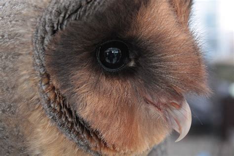 Barn Owl