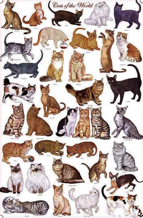 ️Трафареты кошек (шаблоны котиков) для рисования, вырезания, декора Cat ...