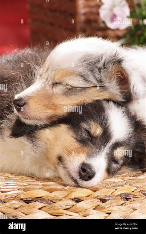 2 sleeping dogs hi-res stock photography and images - Alamy