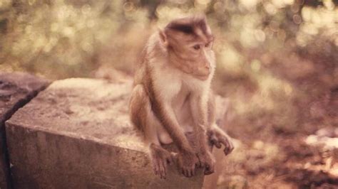 32 diseases you can catch from animals | Live Science