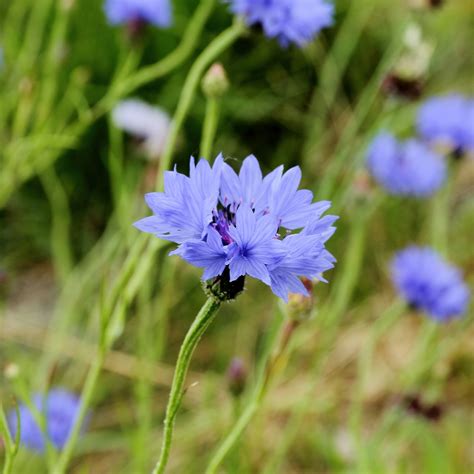 Plant World: Centaurea cyanus
