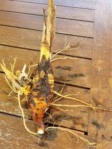 2x Bearded Iris Rhizomes - Local Seeds