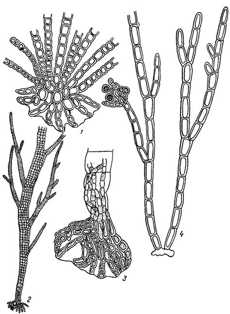17. Отдел 8. Красные водоросли - Rhodophyta (Rhodophycophyta ...