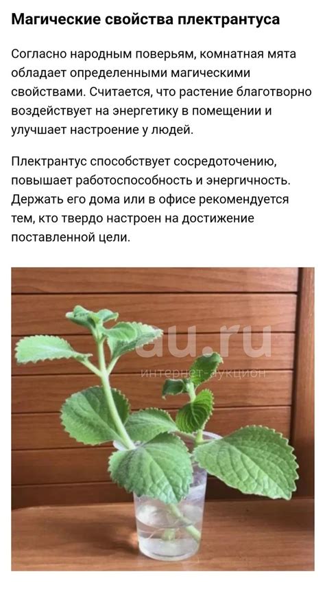 Домашняя, комнатная, мята , махито. — купить в Красноярске. Горшечные ...