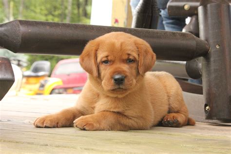 Pictures Of English Lab Puppies at William Deas blog
