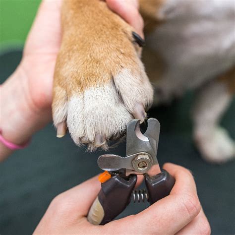 How to Safely Trim Your Dog’s Nails At Home