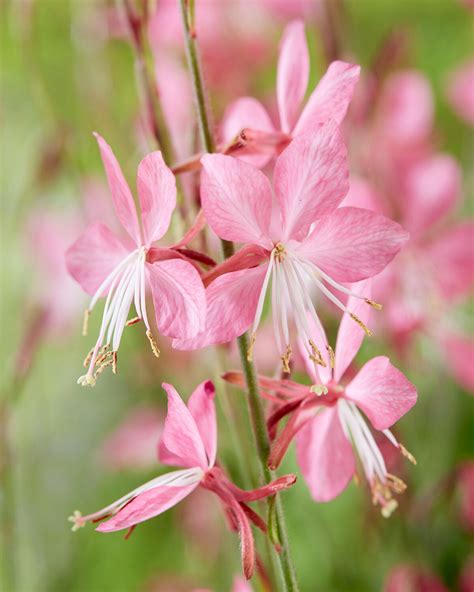 Svíčkovec Siskiyou Pink · Loukykvět