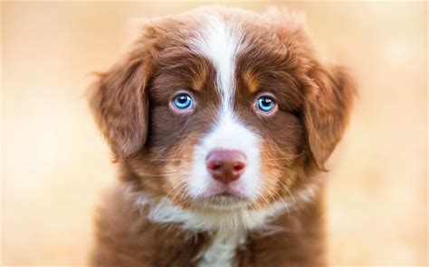 Download wallpapers Aussie, puppy, Australian Shepherd, muzzle, pets ...