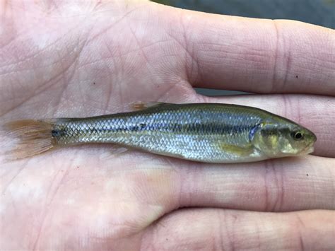 species  rainbow darter caughtovgard