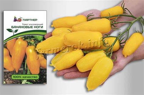 Томат Банановые ноги: описание сорта, отзывы, фото