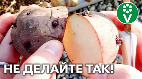 ОЧЕНЬ ОПАСНЫЙ ПРИЕМ ПРИ ПОСАДКЕ КАРТОФЕЛЯ, которым до сих пор многие ...