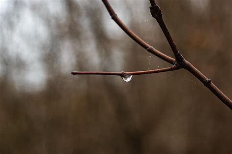 une goutte macro direction photo gratuite sur pixabay pixabay