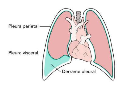 Pleura Pulmão Pra Que Serve - Resumo de Pleura: anatomia, função e mais!