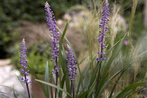 Liriope muscari - BBC Gardeners World Magazine