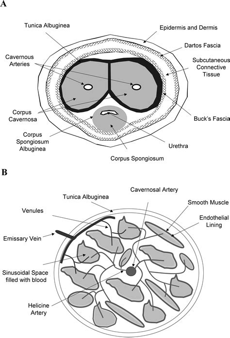 corpus cavernosum smooth muscle physiology  role  sex hormones