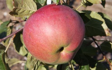 The best apple trees for USDA zone 3 and zone 4