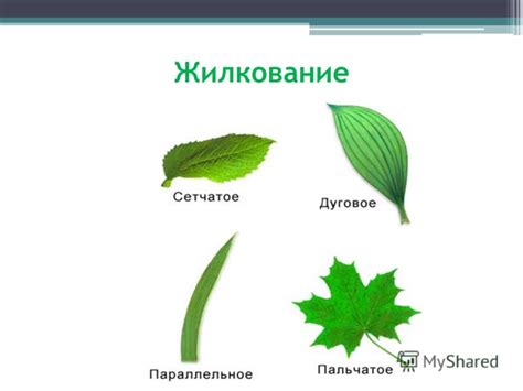 Презентация на тему: "Учебный проект «Лист – многофункциональный орган ...