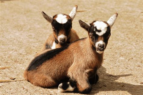 waltons childrens zoo welcomes   baby goats