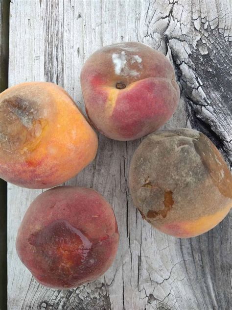 What Are The Worms In My Peaches at Beth Heard blog