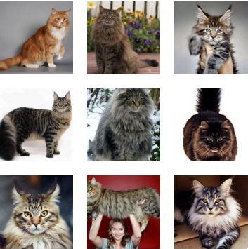 Poze pisica Maine Coon - Toate Animalele