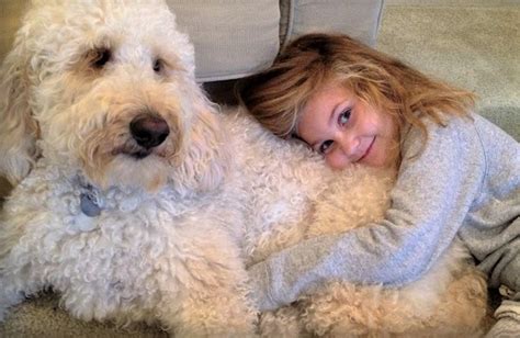 video labradoodle service dog helps  girl move  independence doggie outpost