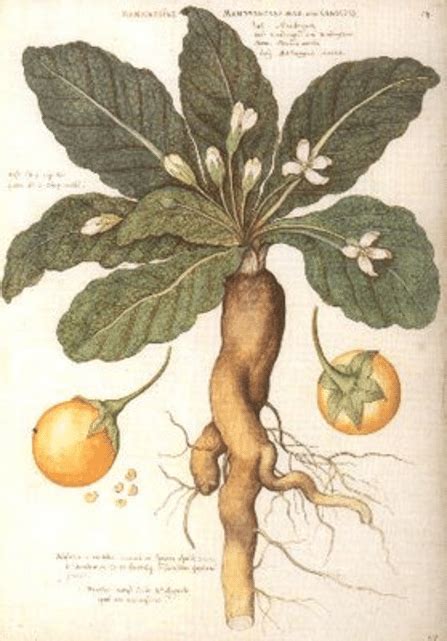 Mandrake (Mandragora autumnalis). In the middle the smelly yellow ...