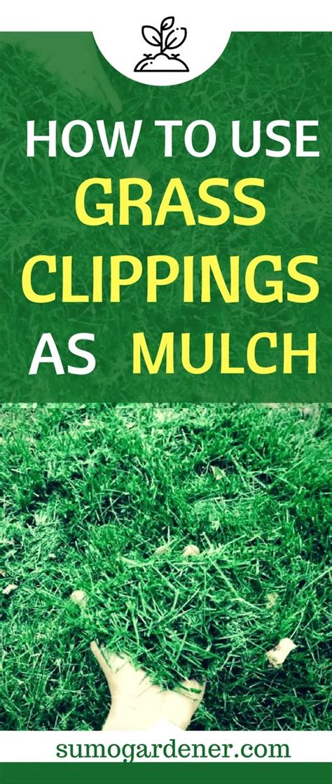 How To Use Grass Clippings As Mulch Easily - Sumo Gardener