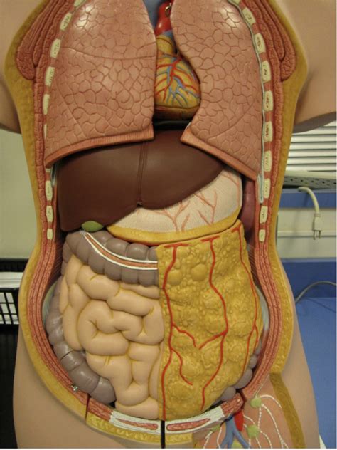 body  diagram quizlet