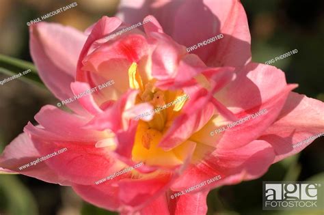 TULIPA ANGELIQUE, Stock Photo, Picture And Rights Managed Image. Pic ...