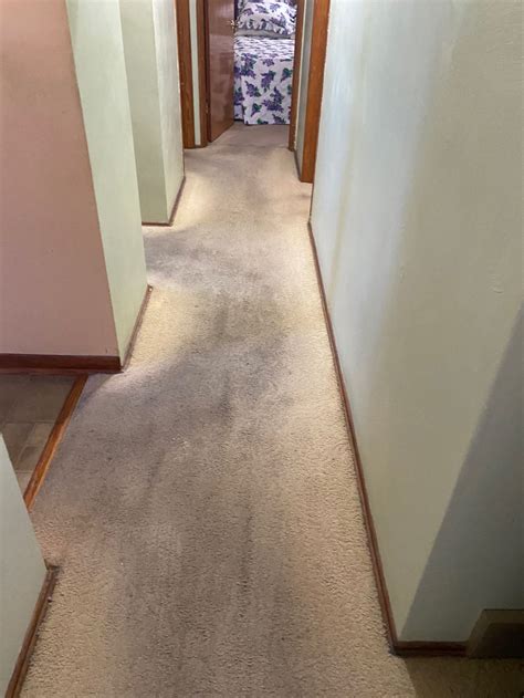 How to Fix Discolored Carpet | Zerorez Carpet Cleaning