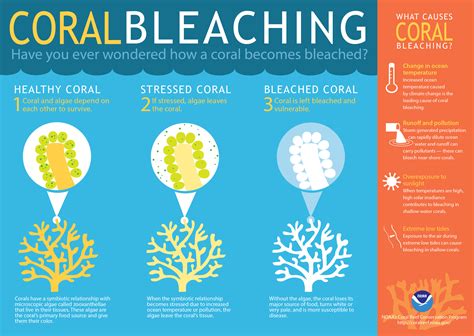 What is coral bleaching?