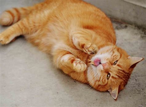cara menghilangkan kutu pasir pada kucing 8
